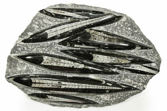 Polished Fossil Orthoceras (Cephalopod) Plate - Morocco #359668